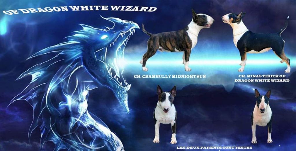 Of Dragon White Wizard - Des bb pour avril 2019