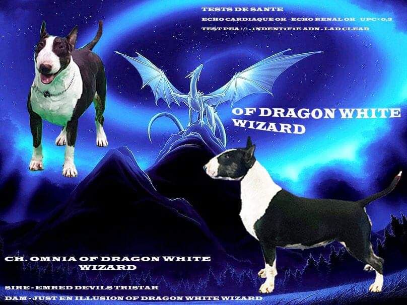 CH. Omnia vincit amor Of Dragon White Wizard