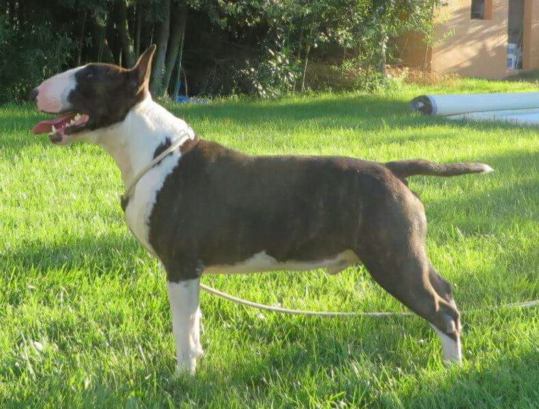 CH. Ziggy zeppelin remusdog Timar